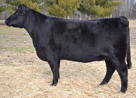 LBF Blackcap Lass 905